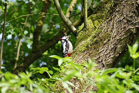 Great Spotted Woodpecker, Woodpecker thumbnail