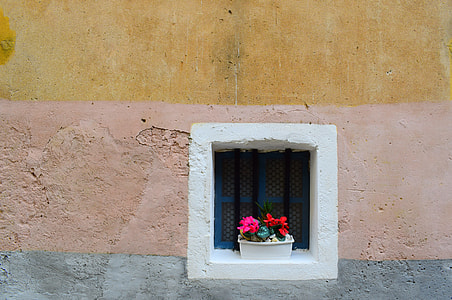 photography of red petaled flower in white window thumbnail