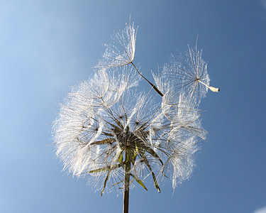 white dandelion thumbnail