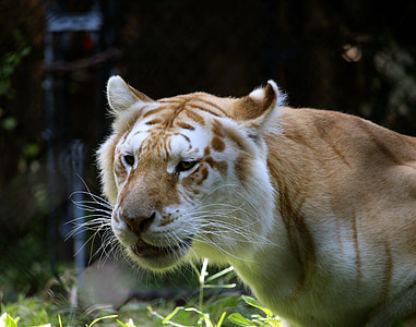 close-up photo of brown liger thumbnail