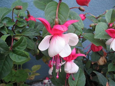 bloomed white and pink petaled flowers during daytime thumbnail