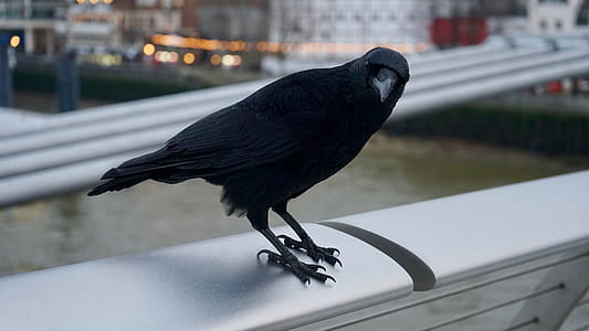 Shallow Photography on Black Crow thumbnail