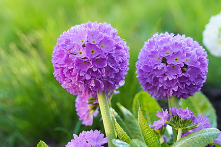 shallow focus photo of purple flowers thumbnail