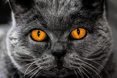 short-coated grey cat thumbnail
