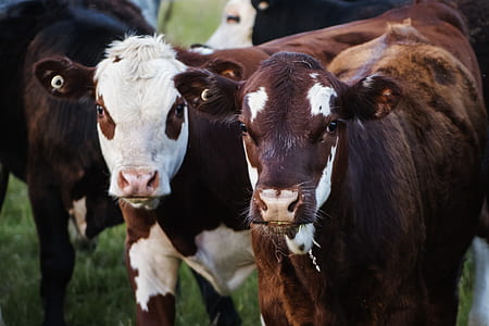 Two Cows thumbnail