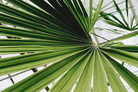 nature, summer, garden, plant thumbnail