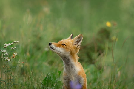 close up photography of orange fox on green grass field thumbnail