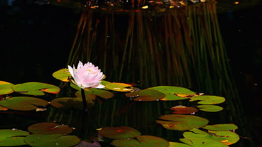 Pink water lily in bloom in a small pond lily pad. thumbnail