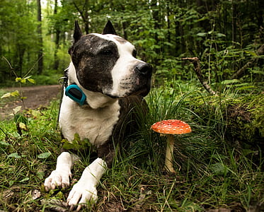 dog lying beside mushroom thumbnail