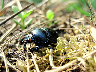 selective focus photography of black beetle on twig litters thumbnail