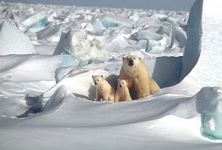 polar bear beside two cubs photograph thumbnail