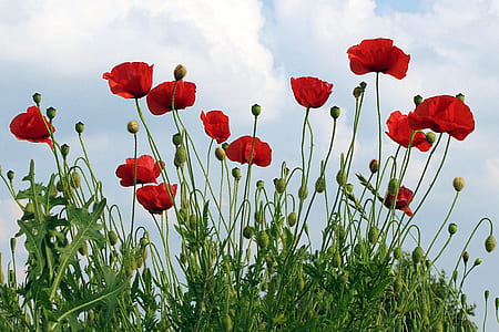 red flowers photography thumbnail
