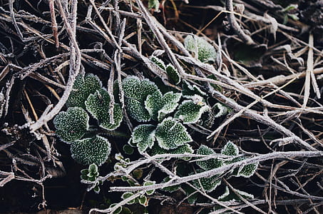 green leaf plant thumbnail