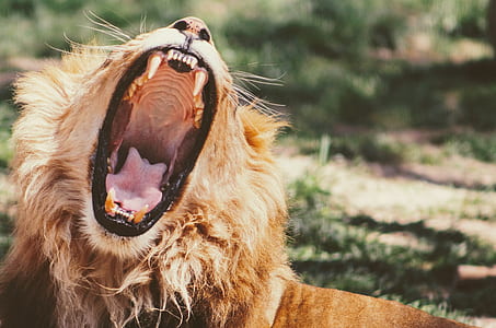 shallow focus photography of brown lion thumbnail