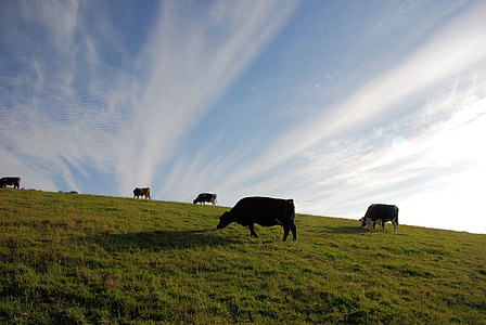 cows on grass field under cloudy sky during daytime thumbnail