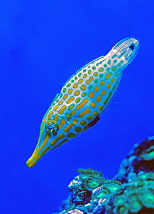 gray and yellow fish thumbnail