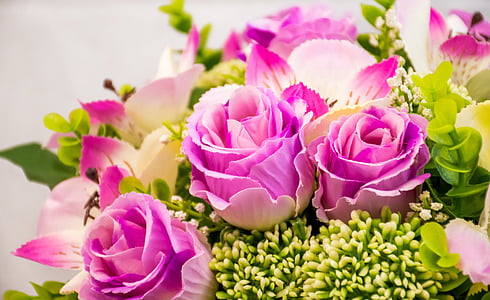 macro photography of three pink roses thumbnail