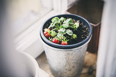 selective focus photography of red strawberry plant on black plastic pot thumbnail