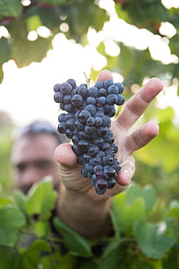 purple grapes thumbnail
