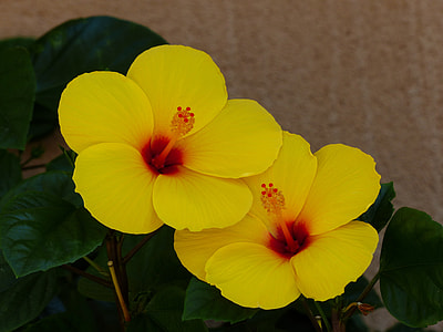 selective focus photography of two yellow petaled flowers thumbnail