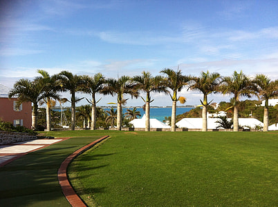 front view of palm tree lining up facing body of water thumbnail