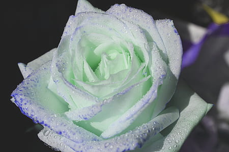 green and white rose closeup photography thumbnail