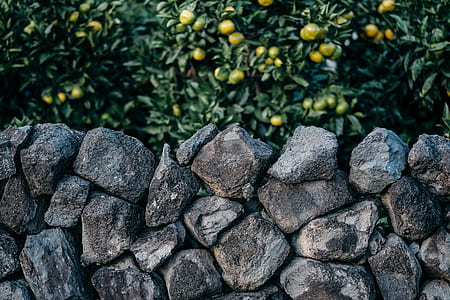 kumquat fruit thumbnail