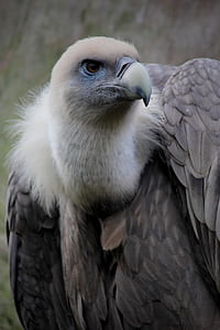 bird, animal, beak, outdoors thumbnail