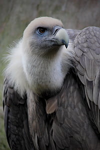 vulture photo thumbnail