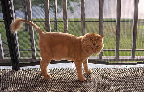 orange cat beside window thumbnail