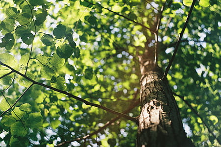 green leafed tree thumbnail