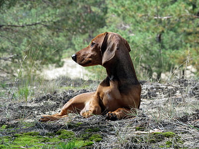 adult smooth tan dachshund prone lying on ground with grass near trees at daytime thumbnail