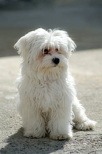 white Havanese puppy sitting on gray ground close-up photography thumbnail