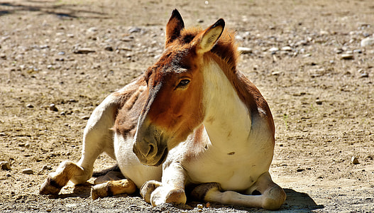 white pony lying on ground thumbnail