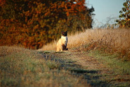 white cat sitting on green grass field thumbnail
