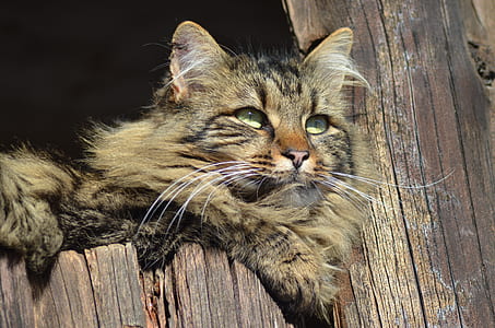 brown and black Persian cat thumbnail