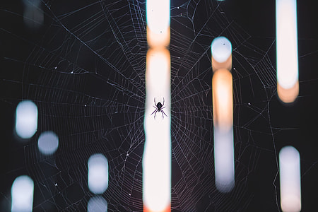 Spider on Web thumbnail