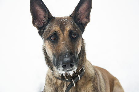closeup view of Belgian malinois thumbnail