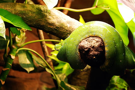 Green Snake on Wooden Branch thumbnail
