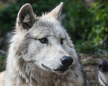 selective focus photography of gray wolf thumbnail