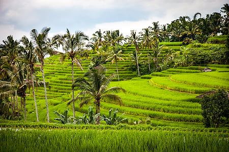 rice terraces thumbnail