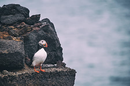 selective focus photography of atlantic puffin perched on rock thumbnail