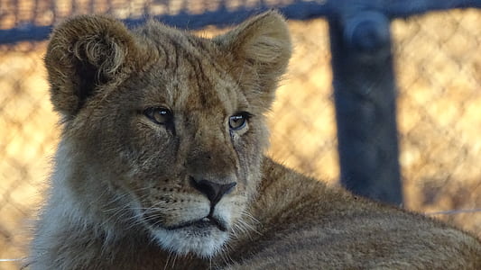 lioness selective focal photo thumbnail