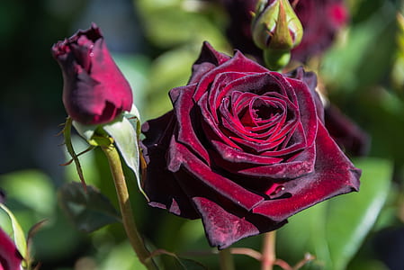 selective focus photography of maroon roses in bloom thumbnail