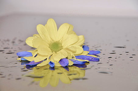 yellow chrysanthemum in bloom close up photo thumbnail