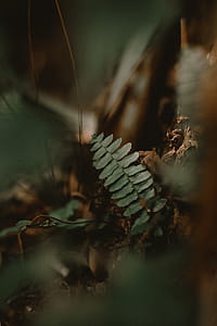 Green Plants thumbnail