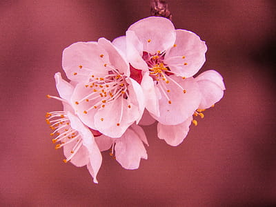Selective Focus Photography of Pink Cherry Blossom Flower thumbnail