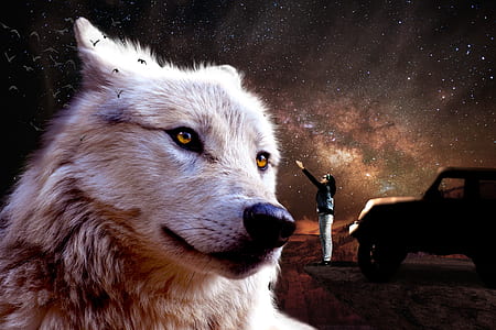 white wolf illustration thumbnail