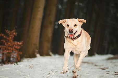 adult yellow Labrador retriever running on road on selective focus photography thumbnail