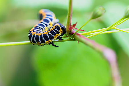 micro photography of black and yellow caterpillar perching on stem thumbnail